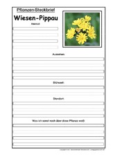 Pflanzensteckbrief-Wiesen-Pippau.pdf